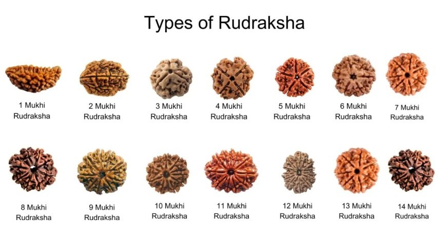 Rudraksh